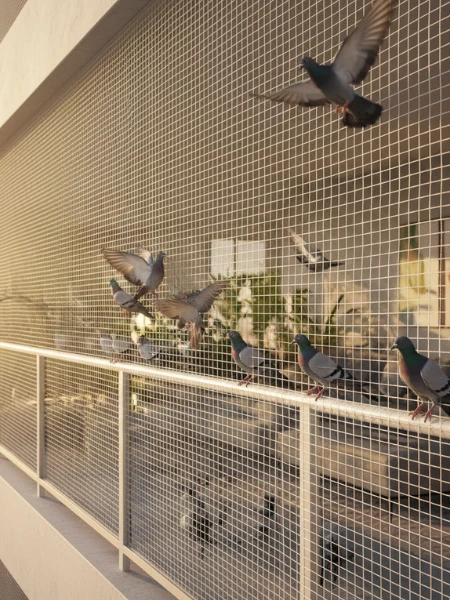 Anti Bird Nets installation by SVM Safety Nets