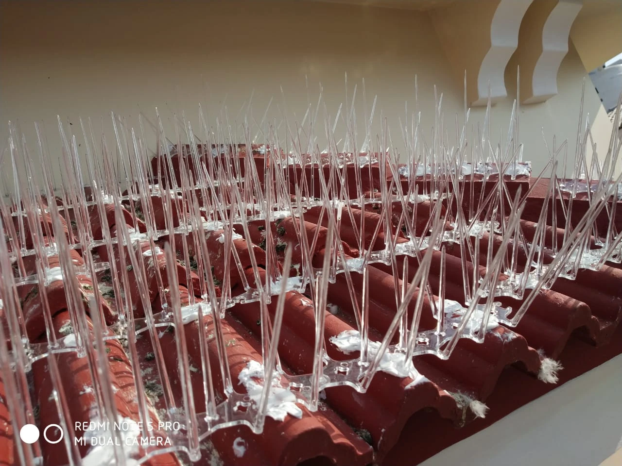 Bird Control Spikes installation in 